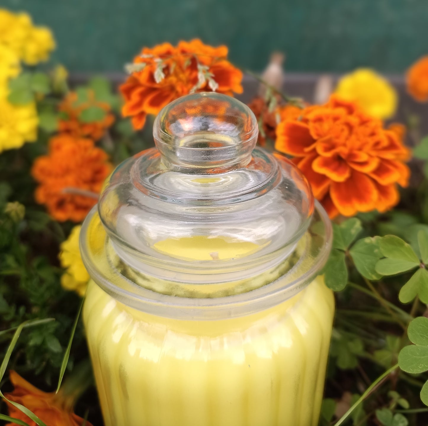 Bougie à base de cire de soja parfumé à la citronnelle et au géranium - Anti bébêtes